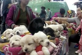 Cảnh bán chó con như thú bông gây tranh cãi trên mạng 