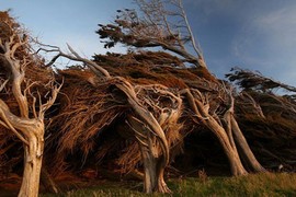 Kỳ quái cây biến dạng ở New Zealand