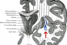 Não người có thể bật tắt như công tắc?