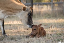 Những bà mẹ động vật tuyệt vời nhất năm