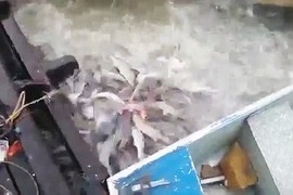 Rùng rợn cá ăn thịt người Piranha xâu xé thịt