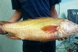 Bắt được cá sủ vàng quý hiếm, nặng trên 4kg ở Vũng Tàu