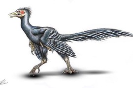 Giải bí ẩn loài chim cổ Archaeopteryx