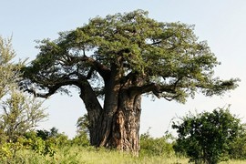 Bí ẩn những cây baobab nghìn năm chết "bất đắc kỳ tử"