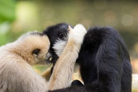 9 động vật "chung tình" nhất  thế gian, con người phải ngưỡng mộ 