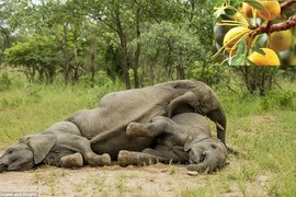 Hài hước voi khổng lồ như "phê thuốc" vì ăn quả Marula