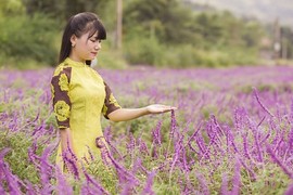 Sắc tím oải hương tại thung lũng hoa ở cao nguyên Lào Cai