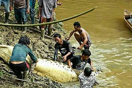 Indonesia: Mổ bụng cá sấu, tá hỏa phát hiện chân tay người