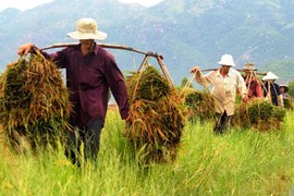 Mẹo làm việc ngoài trời ngăn ngừa ung thư da