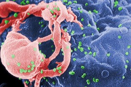 Gạ quan hệ tình dục để truyền HIV cho người đồng tính