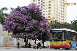 Ngắm hoa bằng lăng nở rực rỡ phố phường Hà Nội