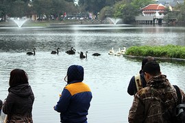 “Bảo mẫu” thiên nga ở hồ Thiền Quang: Để mất con nào là mất Tết luôn!