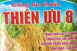 Hà Tĩnh mất mùa 600 tỉ: Bộ nói gì về mức phạt ?