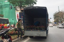 Trước ngày 8/3, dân đánh cả ô tô đi “hôi hoa” trên đường Kim Mã