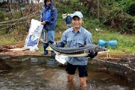 Nuôi thứ cá nhìn như tàu ngầm, "vắt" lấy trứng bán đắt như vàng 