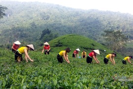 Kỳ tích trà Thái 5 triệu/kg, quà xách tay lãnh đạo 21 quốc gia 