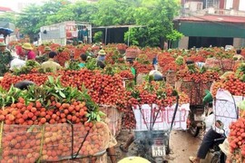 Vải thiều Bắc Giang lên kệ siêu thị, sàn TMĐT tiêu thụ nhanh... thu lợi?