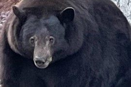 Chú gấu ‘Hank xe tăng’ nặng hơn 200kg “càn quét” nhiều ngôi nhà ở California