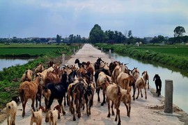 Hà Nội: Dự án công trình giao thông nội đồng dài 2,1km ở Thanh Trì giờ ra sao?