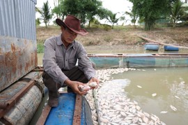 Hàng tấn cá chết nổi trắng bè, nông dân méo mặt