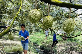 Trung Quốc mê quả tươi: Rau quả sớm cán đích 10 tỷ USD