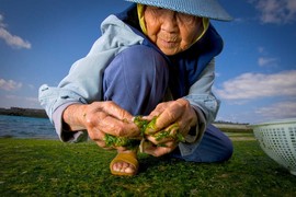 Bí quyết sống thọ của những người dân ở vùng Blue Zones