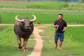 Lái buôn tiết lộ bí quyết luyện trâu chọi, bán hốt bạc