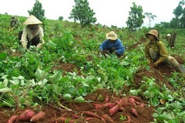 Rà soát hoạt động bất thường của thương lái TQ tại VN