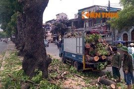 HN chặt 6.700 cây xanh: GS Ngô Bảo Châu lên tiếng 