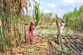 Bầu Đức nhập đường gây “xung đột” dư luận