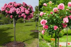 Hoa hồng tree rose giá đắt bỏng tay có gì lạ?