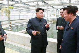 Ông Kim Jong-un tử hình giám đốc CV vì để rùa chết?