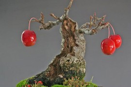 Mãn nhãn ngắm loạt cây ăn quả bonsai đẹp mắt