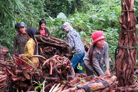 Kỳ lạ hành trình băng rừng tìm cỏ máu thần dược cho phụ nữ