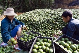 Bí mật phát tài của người trồng cam sành ở Tuyên Quang