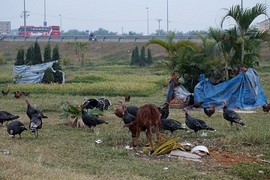 Vườn hoa giữa Hà Nội thành nơi chăn bò, thả gà