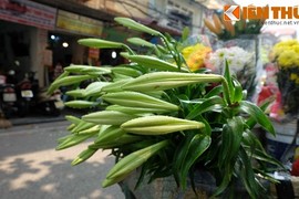 Ảnh: Hoa loa kèn tinh khôi xuống phố Hà Nội