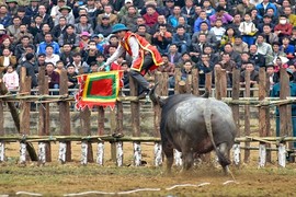 Ảnh: Nhìn lại những lần trâu chọi hung hăng húc người đáng sợ