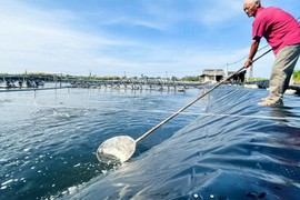 Nông dân Cà Mau thành tỷ phú nhờ nuôi tôm siêu thâm canh