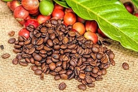 Trồng cà phê hữu cơ, nông dân Lâm Đồng bán hơn 100.000 đồng/kg?