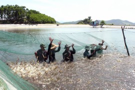 Nuôi tôm quảng canh cải tiến 2 giai đoạn ứng phó biến đổi khí hậu