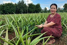 Thu nhập cao nhờ trồng cây nha đam