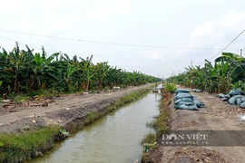 Nông dân An Giang lãi tiền tỷ nhờ trồng chuối xuất khẩu