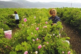 Mê mẩn ngắm những vườn hoa hồng rộng lớn ở Bulgaria