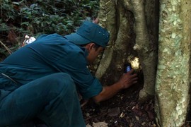 Thò tay vào từng hốc cây, hốc đá để “săn” dế rừng 