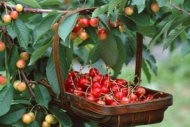 Học cách trồng cherry sai trĩu tại nhà, thu hoạch cả trăm quả