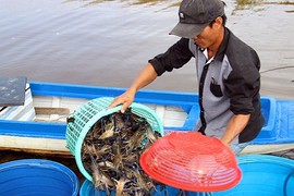 Về thăm thủ phủ nuôi tôm càng xanh ở Cà Mau