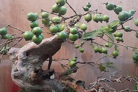 Ngắm ổi bonsai dáng thế siêu đẹp chơi Tết 2018