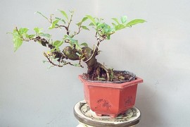 Mê mẩn sung bonsai mini đẹp say lòng