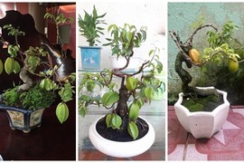 Mê mẩn những chậu khế bonsai dáng siêu đẹp